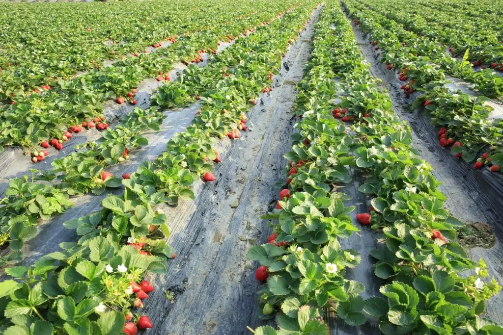 strawberry-farm- - RoofX close up to strawberry plants in berry farm